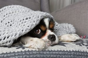 dog-under-blanket